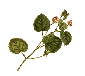 manuka babchi