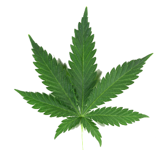 manuka cbd