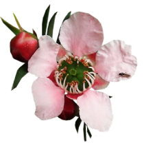 manuka day cream