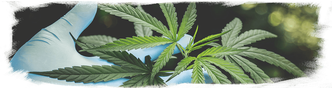canabis oil
